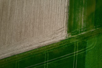 Panoramic view of healthy crops with visible zones of stress detected by drone.