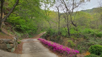 A winding path through a vibrant meadow, inviting forward movement.