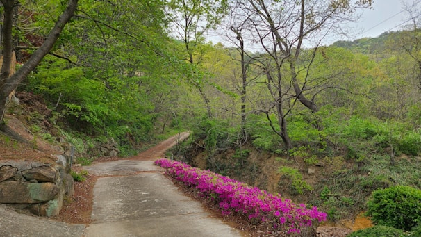 A winding path through a vibrant meadow, inviting forward movement.