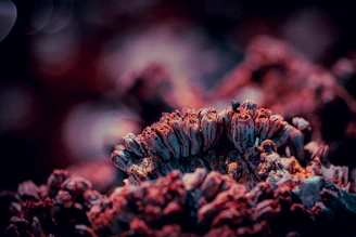 Close-up of a detailed stereoscopic 3D photo showing layered depth.