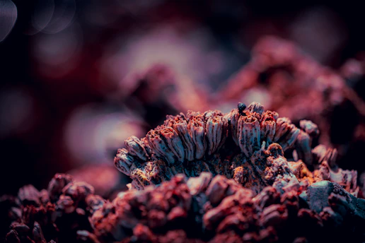 Close-up of a detailed stereoscopic 3D photo showing layered depth.
