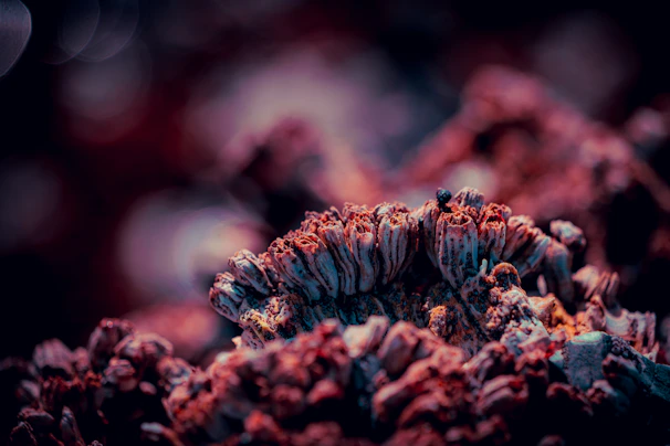 Close-up of intricate textures and patterns that evoke curiosity and wonder