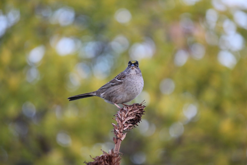 a small bird sitting on top of a plant