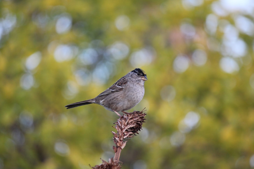 a small bird perched on top of a plant