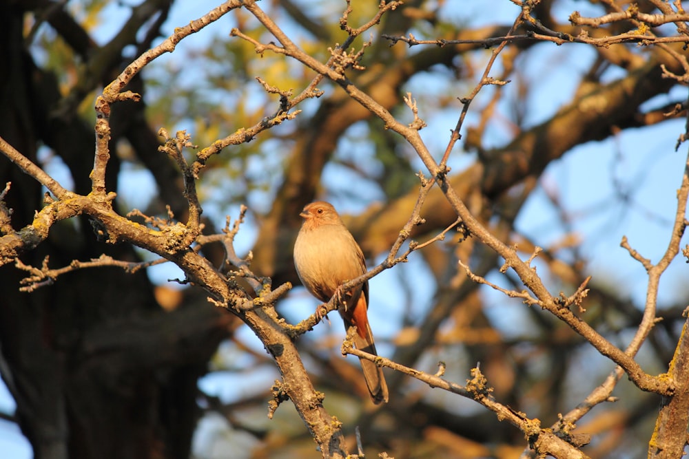 a bird sitting on a branch of a tree