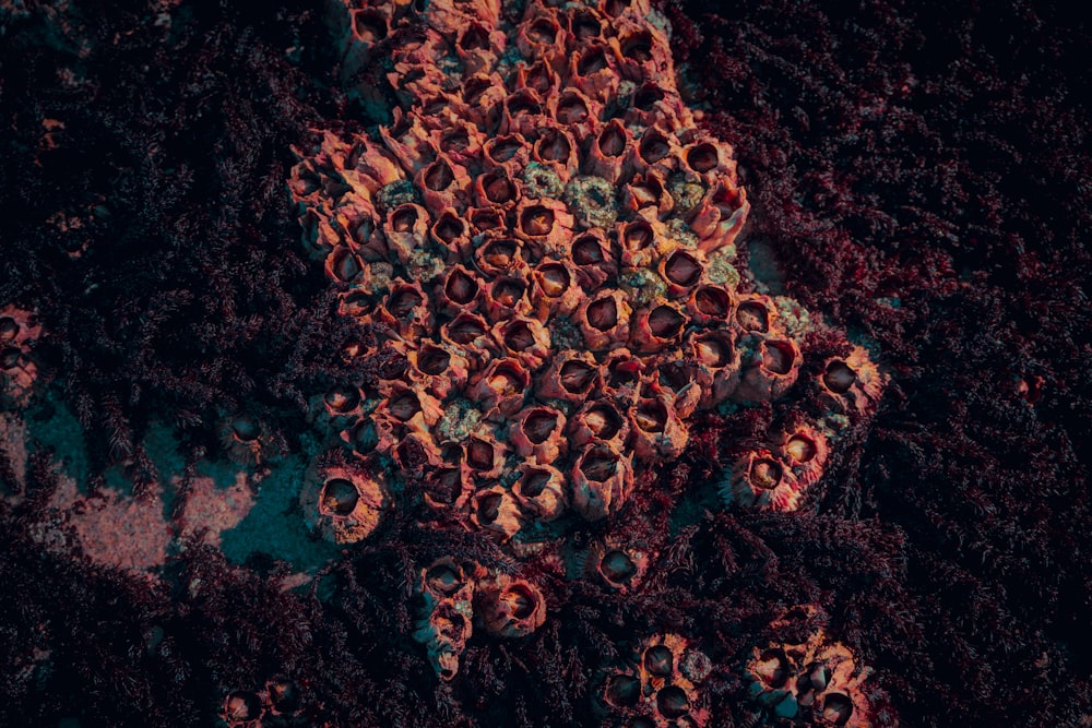 a group of corals that are laying on the ground