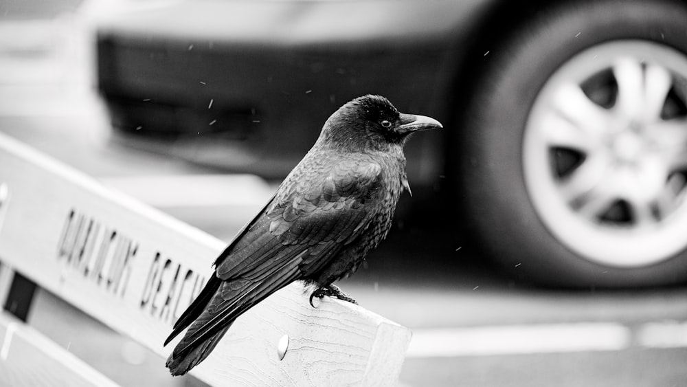 um pássaro preto sentado em cima de um banco de madeira