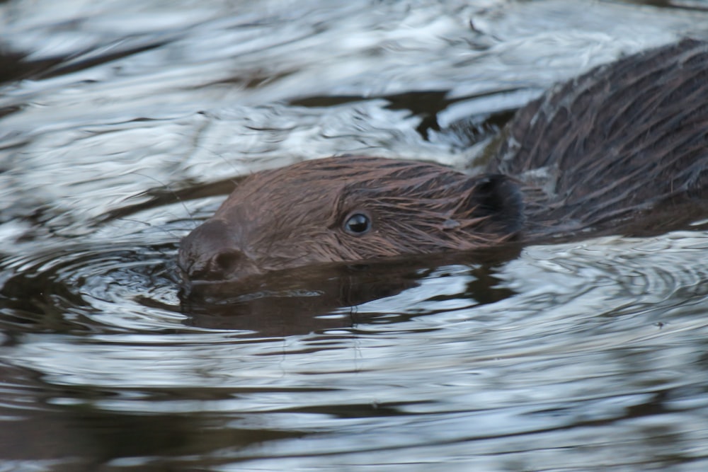 a close up of a beaver swimming in a body of water