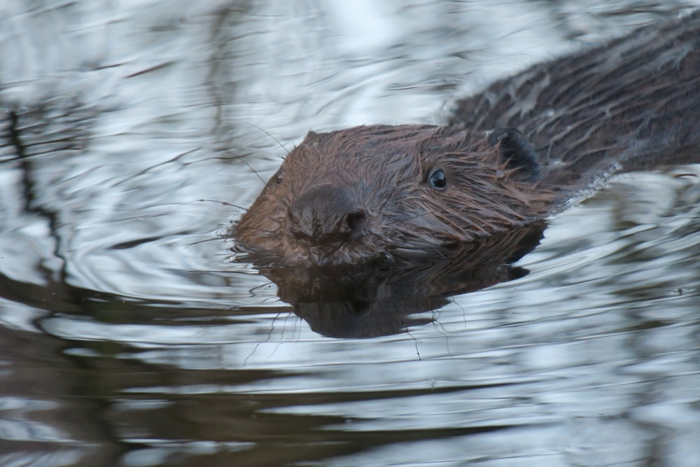 a close up of a beaver swimming in a body of water