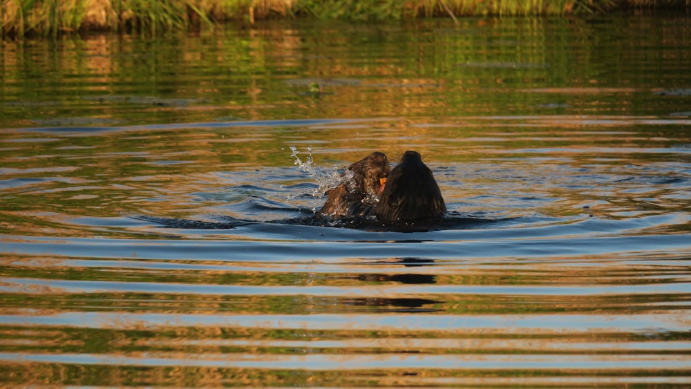 a dog swimming in a lake with his head above the water