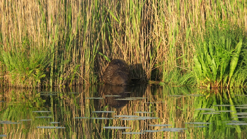 a duck swimming in a pond surrounded by tall grass