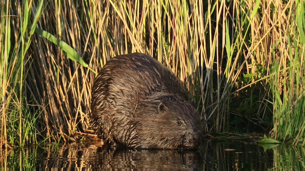 a beaver swimming in a pond surrounded by tall grass