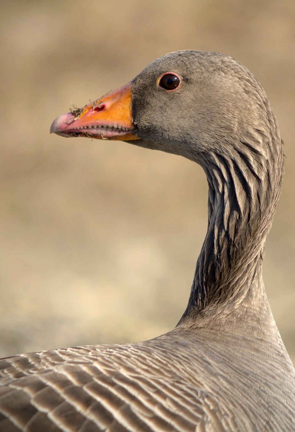 Un primo piano di un'anatra con uno sfondo sfocato