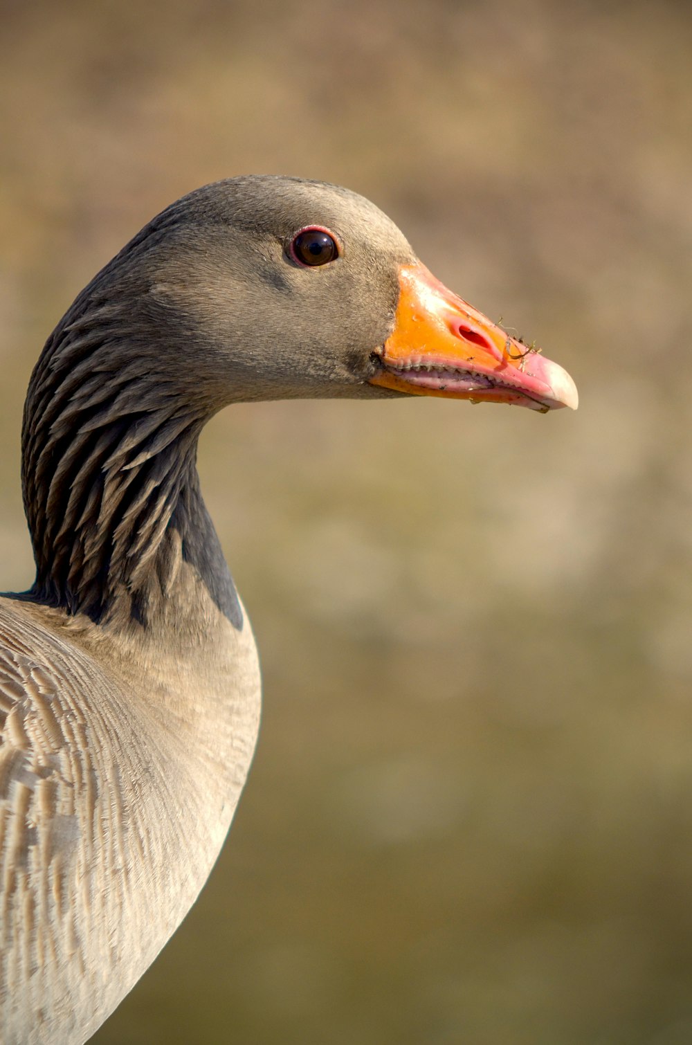 a close up of a duck with a blurry background