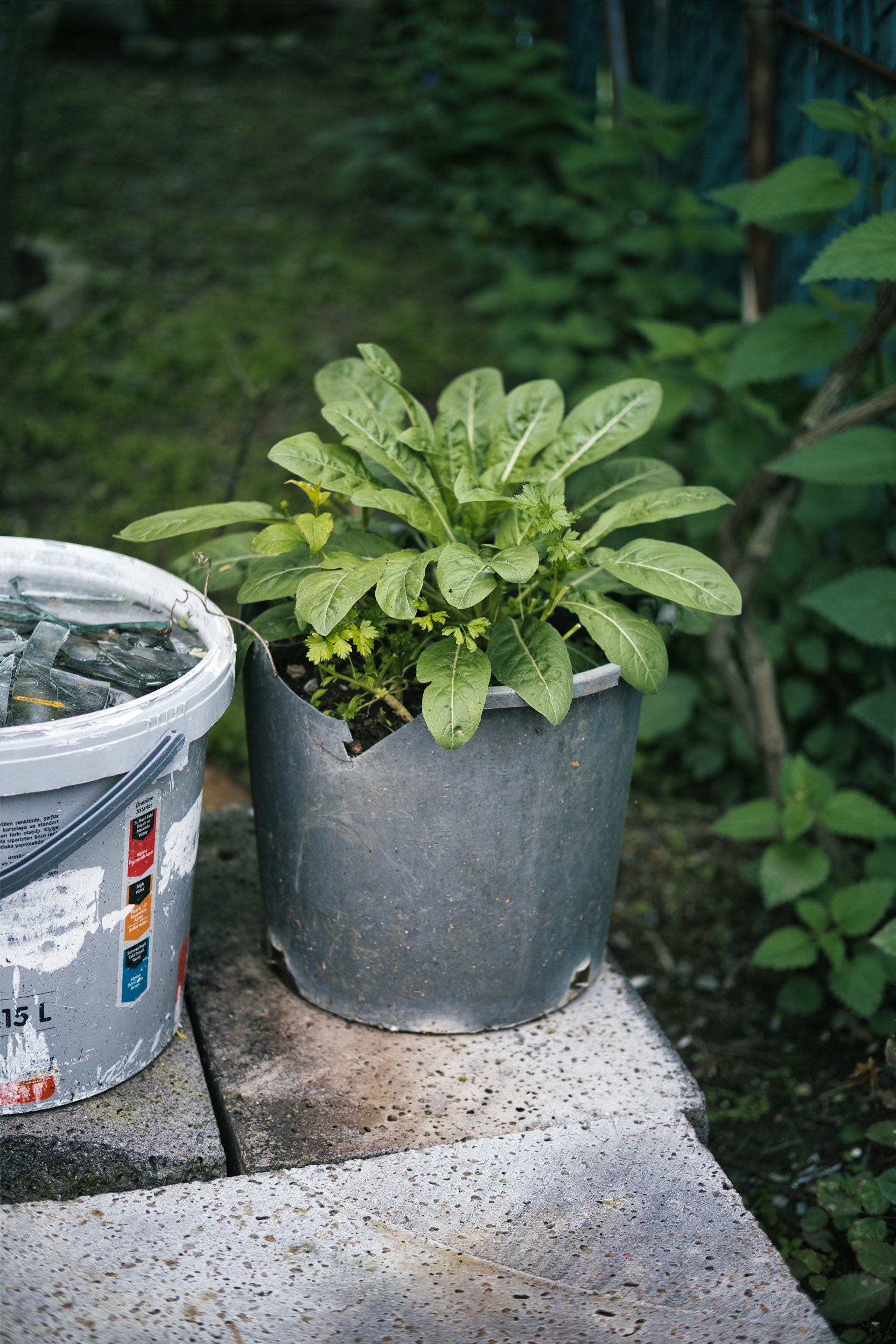 A small plant with broad green leaves is growing in a gray plastic container. Next to it, there is another container with a paint label, partially filled with object that appear to be stone or tile pieces. The containers are placed on top of stacked stone tiles, with greenery and foliage in the background.