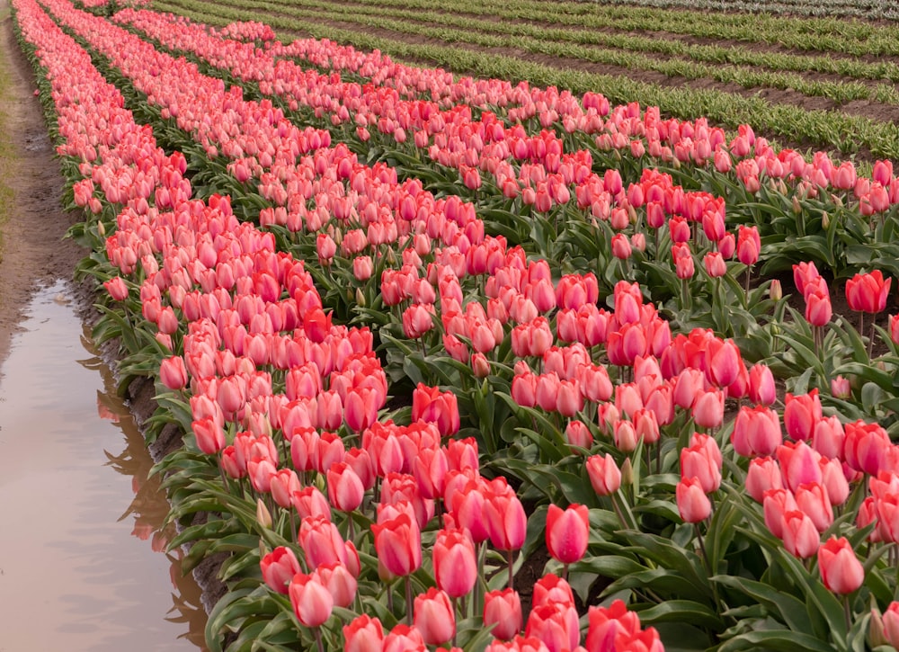 a large field of pink tulips in the middle of a field