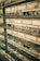 Multiple pairs of eyeglasses are neatly displayed on glass shelves against a brick wall. The glasses vary in style, shape, and color, creating a visually appealing array.