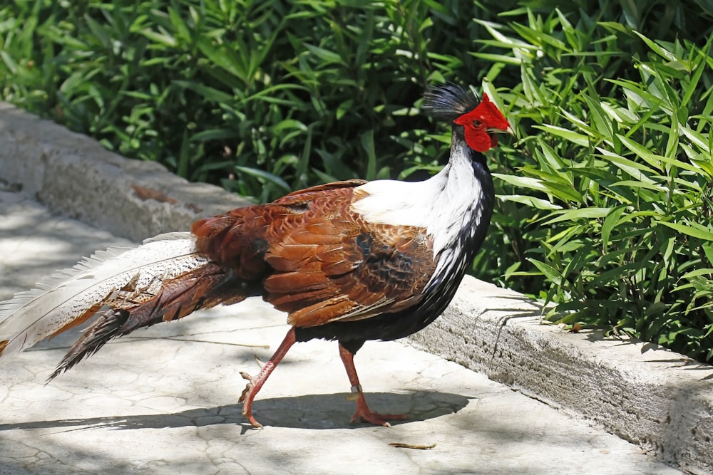 a bird with a red head walking on a sidewalk