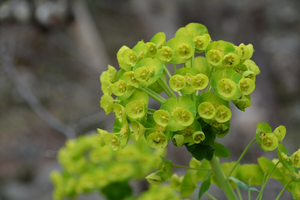 a close up of a plant with green flowers