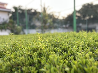 A gardener carefully trimming a vibrant green hedge under soft natural light.