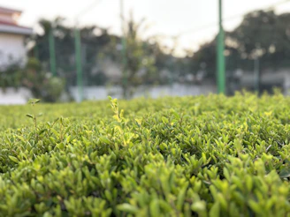 A gardener trimming a lush green hedge under soft natural light.