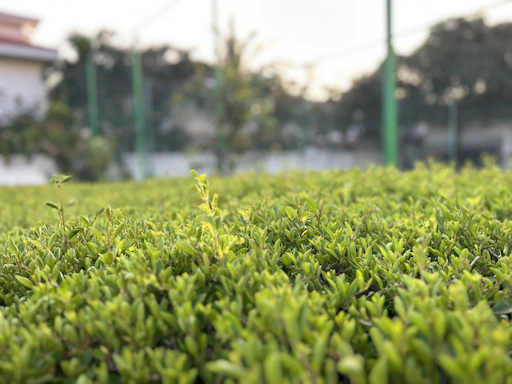 A gardener carefully trimming a lush green hedge under soft sunlight.