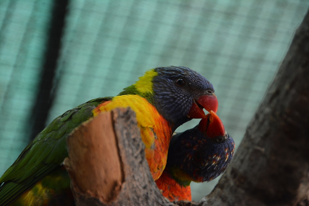 a colorful bird sitting on top of a tree branch