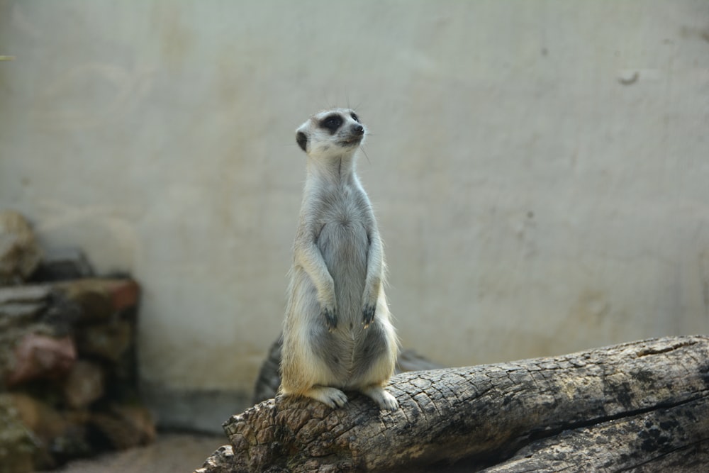 a meerkat sitting on a log in a zoo