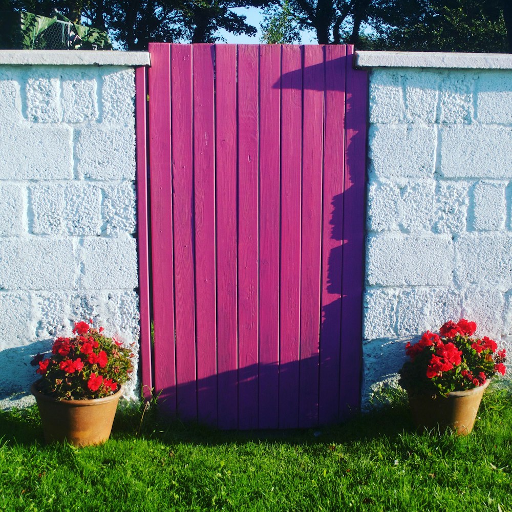 a purple gate and two potted flowers in front of it