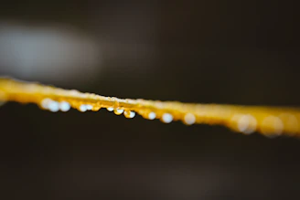 a close up of water droplets on a leaf