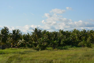 a lush green field surrounded by palm trees