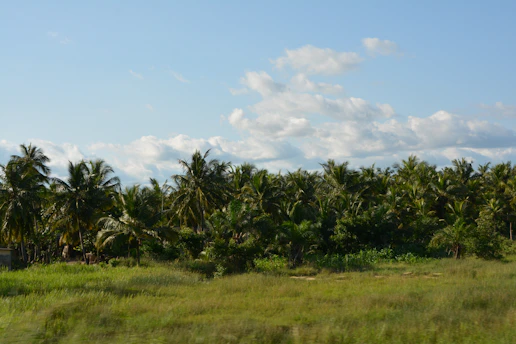 a lush green field surrounded by palm trees