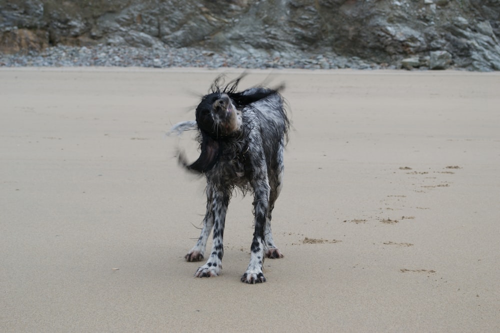 Un perro blanco y negro parado en la cima de una playa de arena