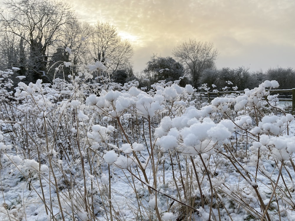 Un campo cubierto de nieve junto a un bosque