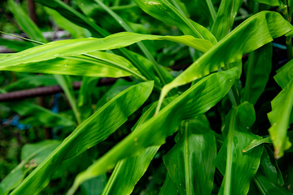 a close up of a green leafy plant