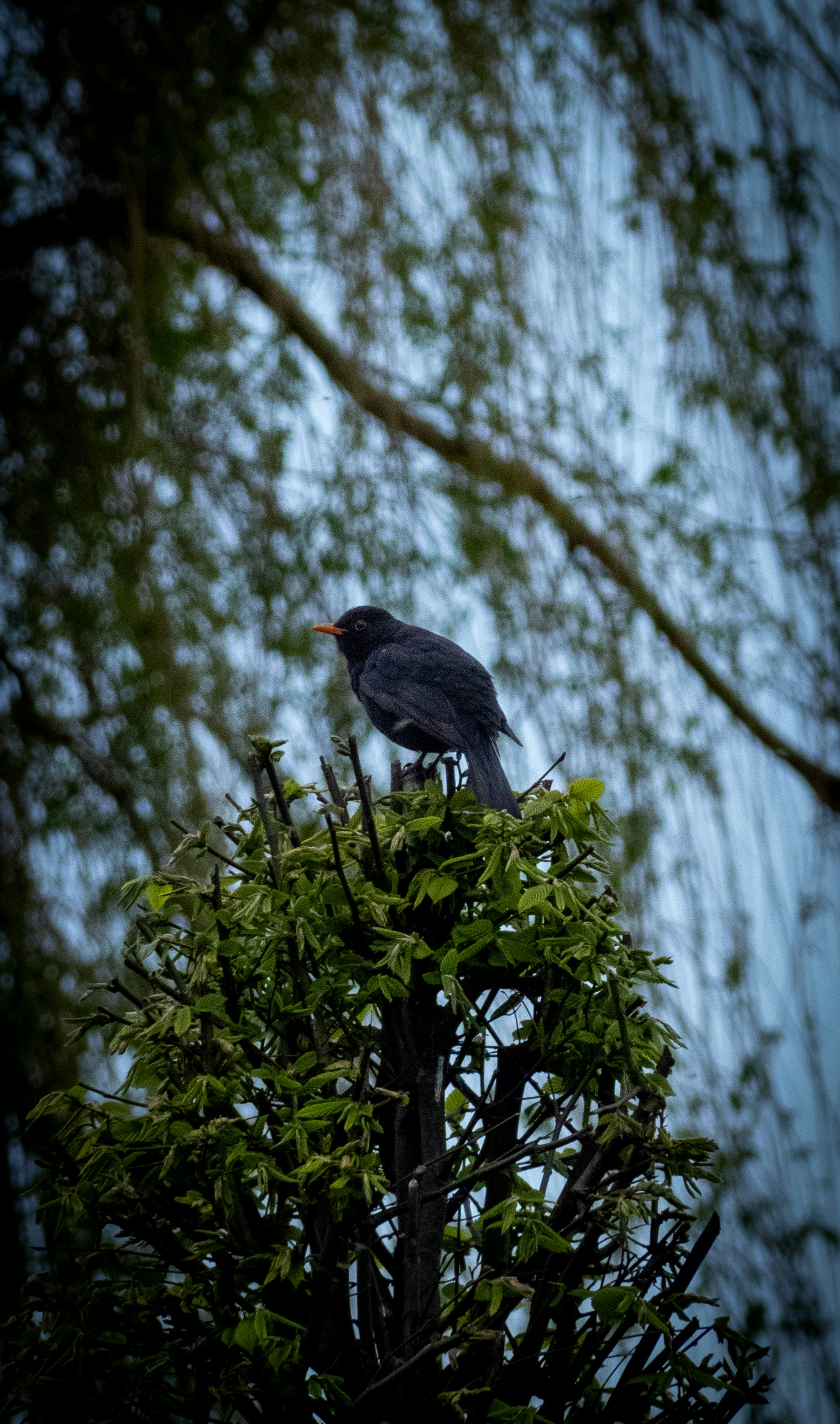 a bird sitting on top of a tree branch