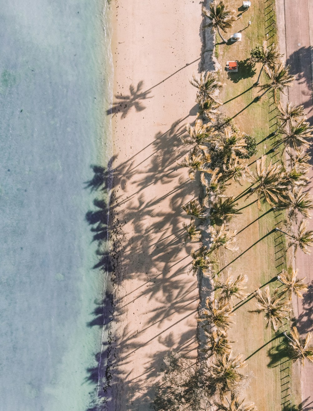 an aerial view of a beach and palm trees