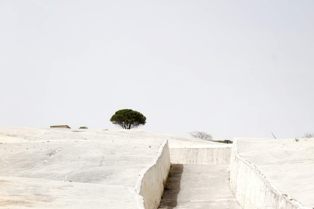 a lone tree sitting on top of a hill