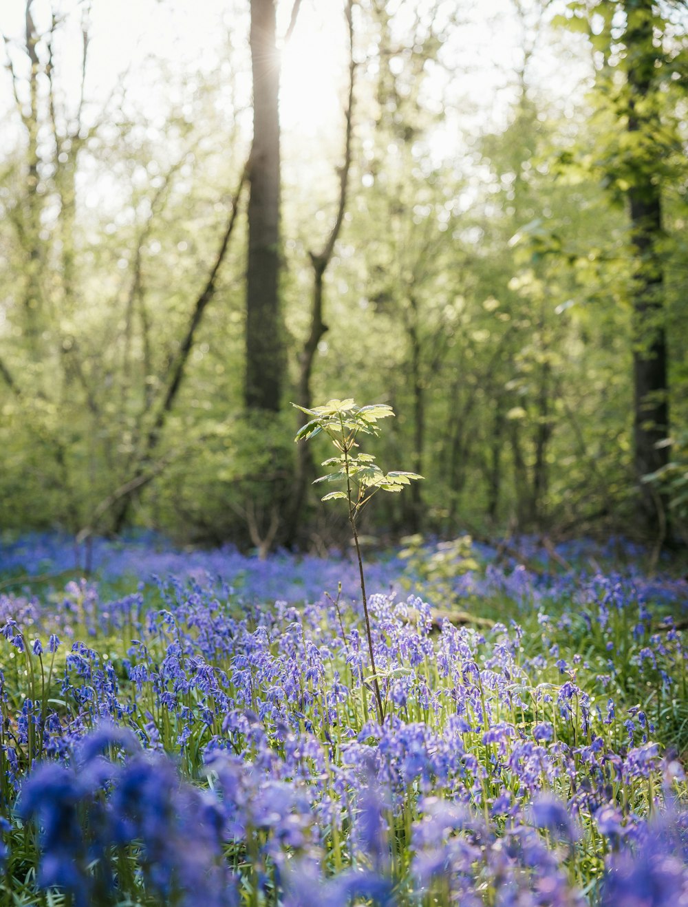 a field of blue flowers with trees in the background