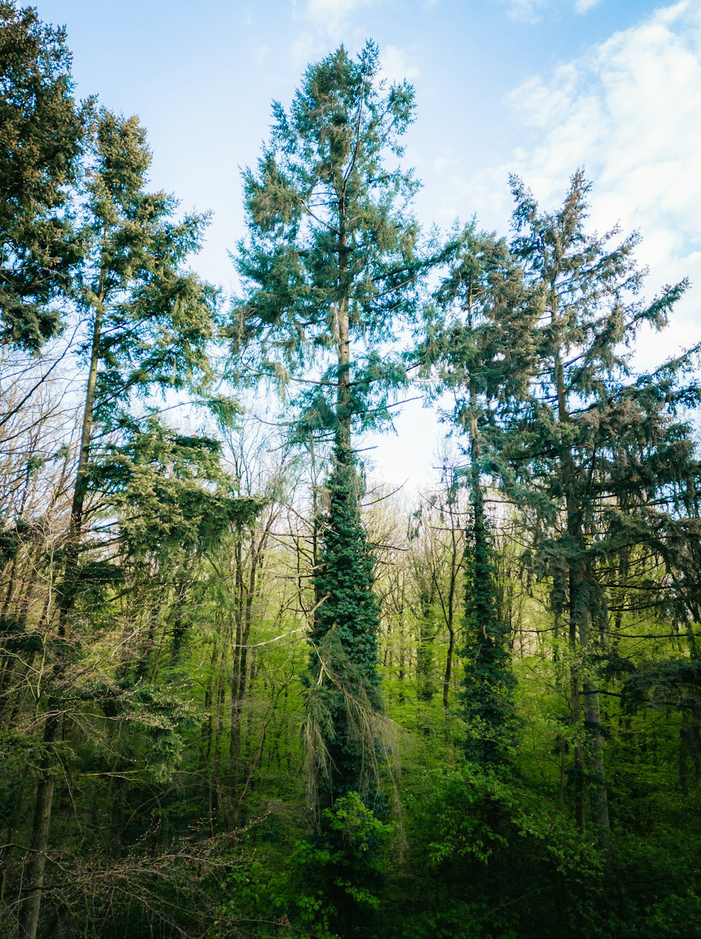 Un albero alto nel mezzo di una foresta