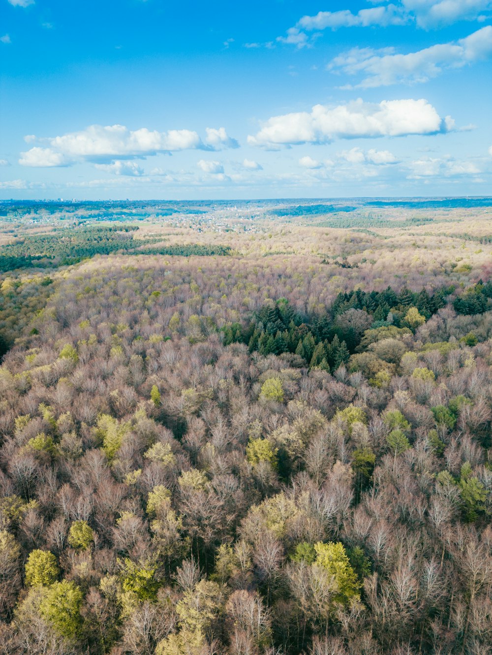 an aerial view of a forest with lots of trees