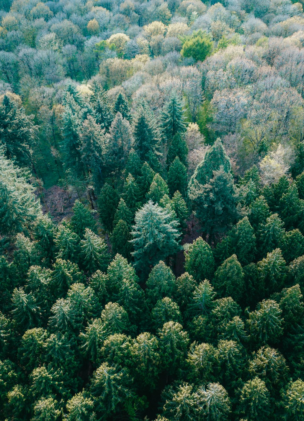 a forest filled with lots of green trees