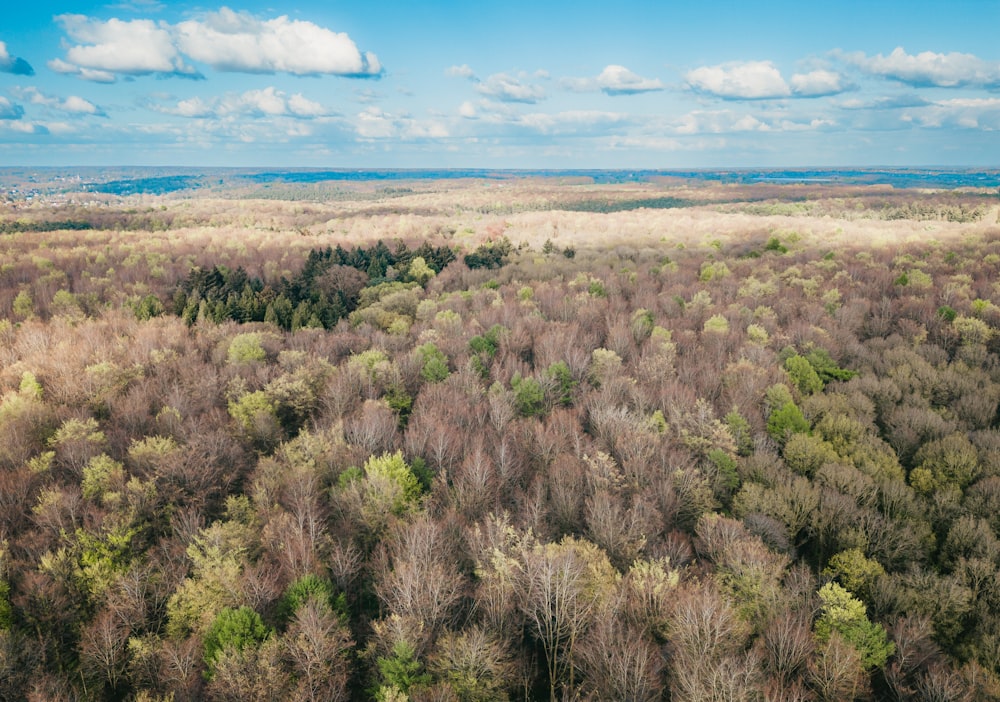 an aerial view of a forest with lots of trees