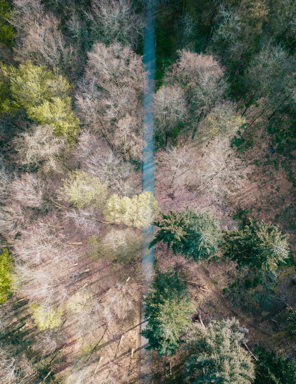 uma vista aérea de árvores em uma floresta