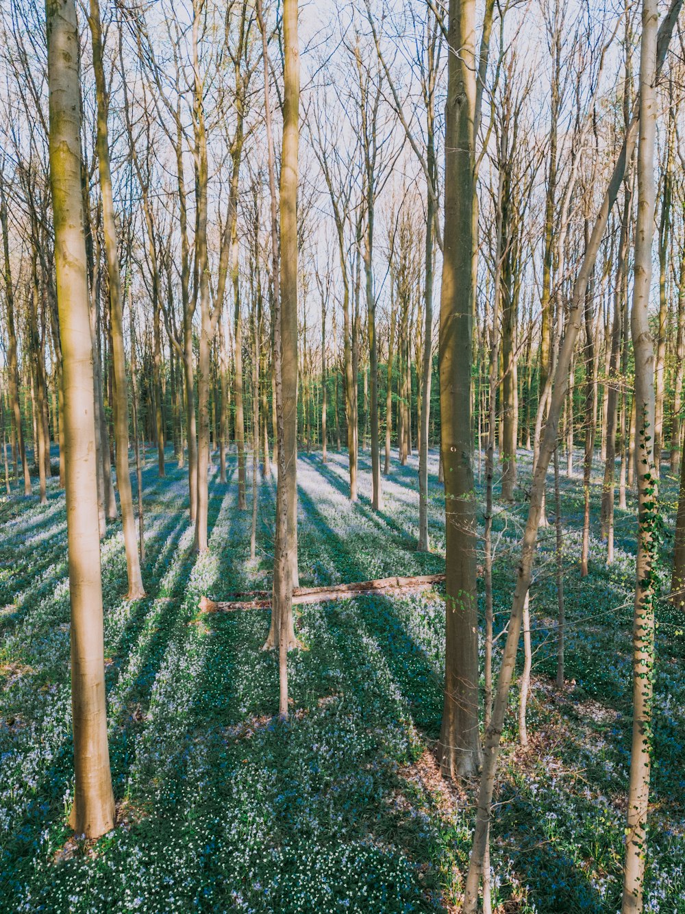 Una foresta piena di molti alberi ed erba