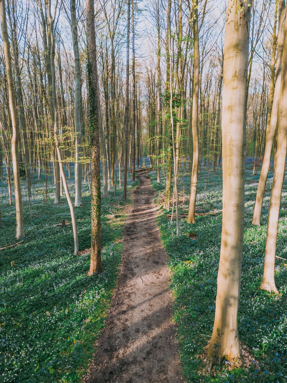 a dirt path in the middle of a forest