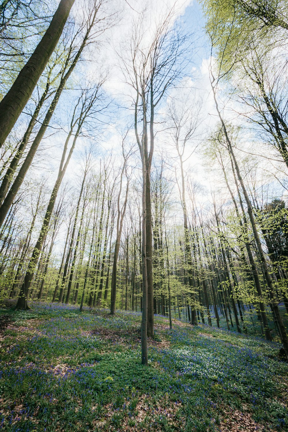 Una foresta piena di molti alberi ad alto fusto