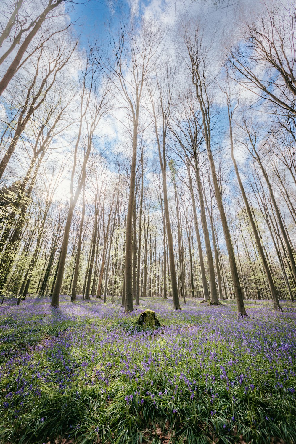 a forest filled with lots of trees and purple flowers