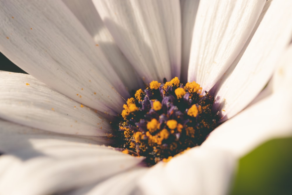 a close up of a white flower with a yellow center