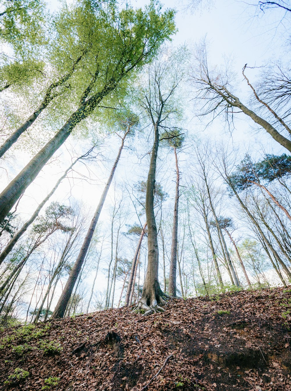 Une forêt remplie de grands arbres